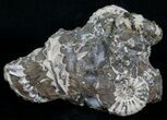 Nodule With Pleuroceras Ammonites - Germany #6173-1